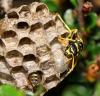 Polistes sp.